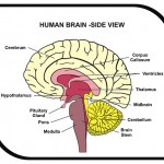 Human Brain Diagram – Side View with Parts ( Cerebrum, Hypothala