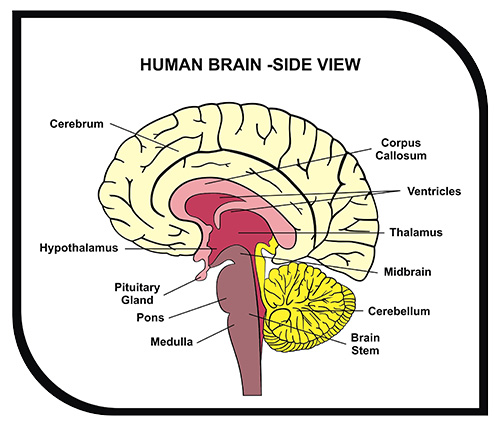 Different Parts Of Brain Diagram - Human Anatomy